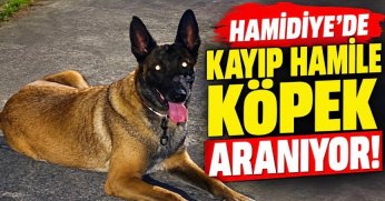 “GÖLCÜK'TE, KAYIP HAMİLE KÖPEK ARANIYOR!”