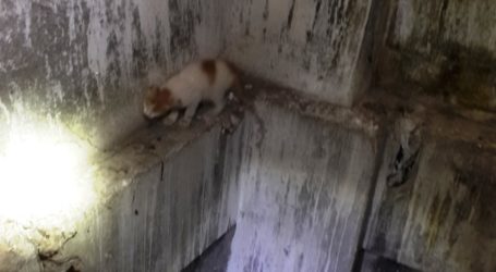 İş Hanında kedi kurtarma operasyonu