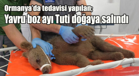 Ormanya’da tedavisi yapılan;  Yavru boz ayı Tuti doğaya salındı
