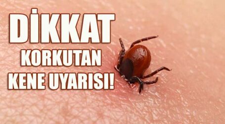 KORKUTAN KENE UYARISI!