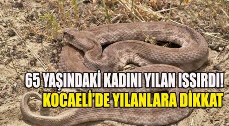 65 YAŞINDAKİ KADINI YILAN ISSIRDI!