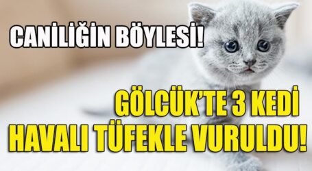 CANİLİĞİN BÖYLESİ! GÖLCÜK’TE 3 KEDİ HAVALI TÜFEKLE VURULDU!