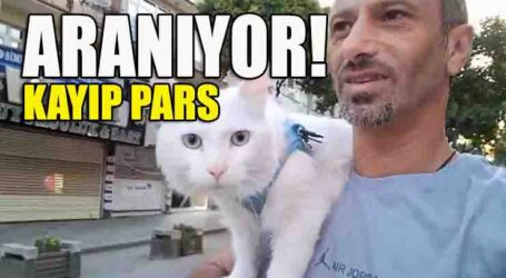 KAYIP PARS ARANIYOR!
