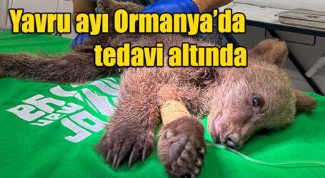 Yavru ayı Ormanya’da tedavi altında